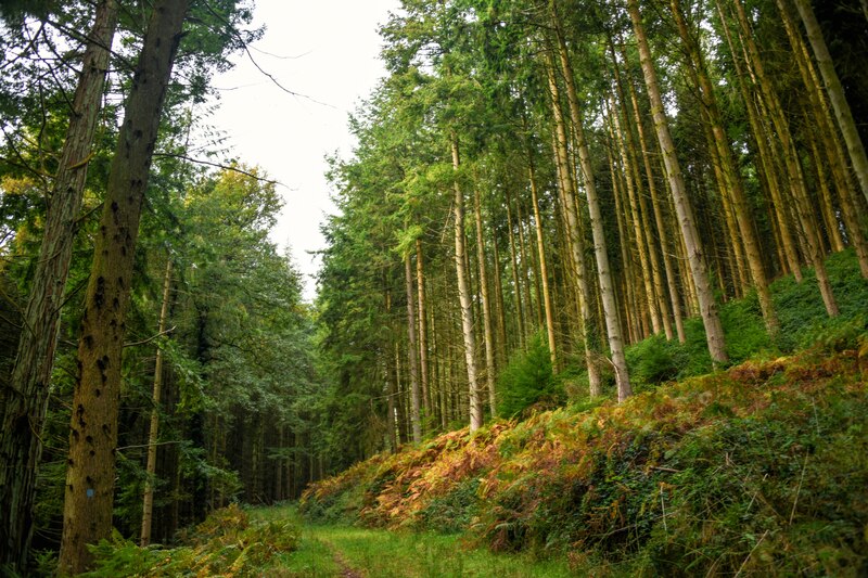 Withycombe : Woodland Track © Lewis Clarke :: Geograph Britain and Ireland