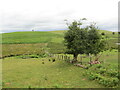 Ffens derfyn ar gomin / A boundary fence on a common