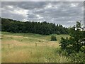 Greensand Way looking towards Glory Woods, Dorking