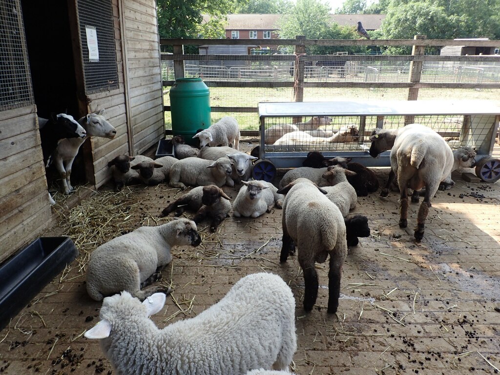 Sheep And Lambs At Surrey Docks Farm © Marathon :: Geograph Britain And 