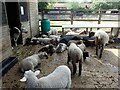 Sheep and lambs at Surrey Docks Farm