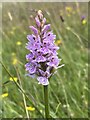 Common spotted orchid