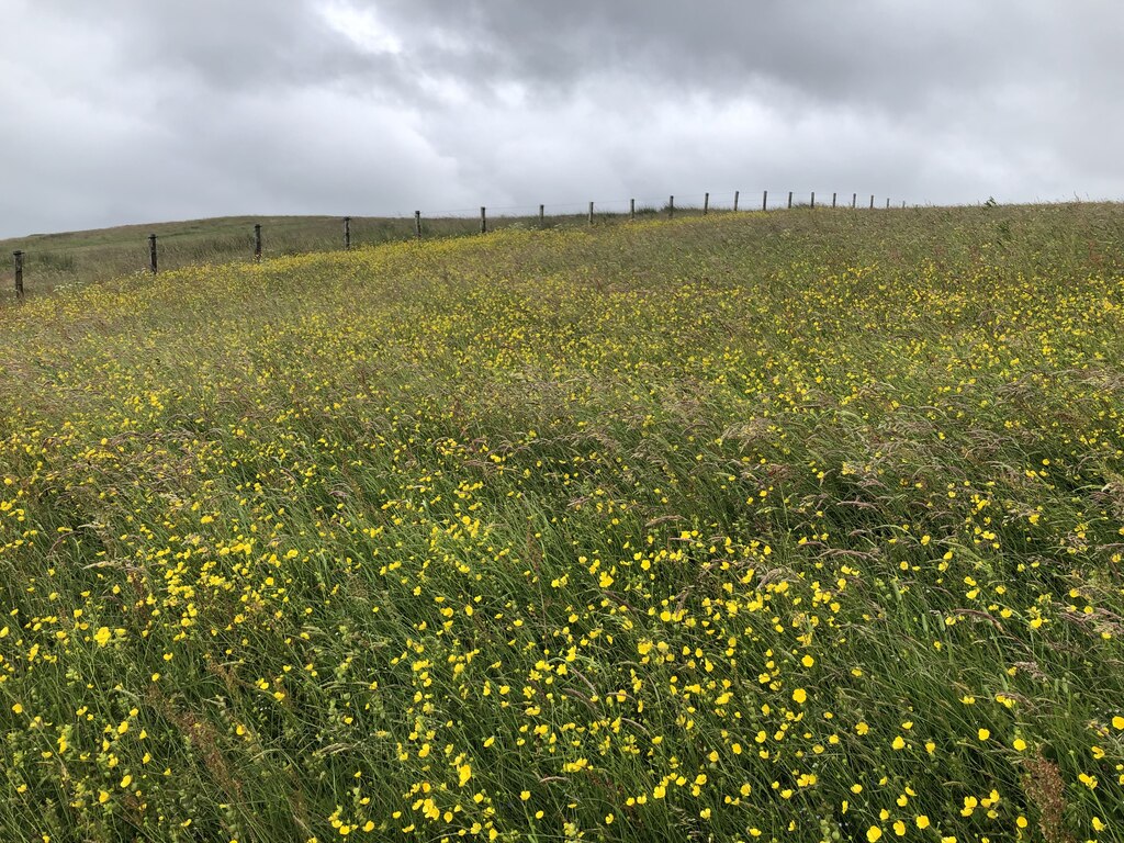 Hay meadow on Tod Rig © Richard Webb :: Geograph Britain and Ireland