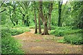 Bumps in the Wood, Shenfield Common