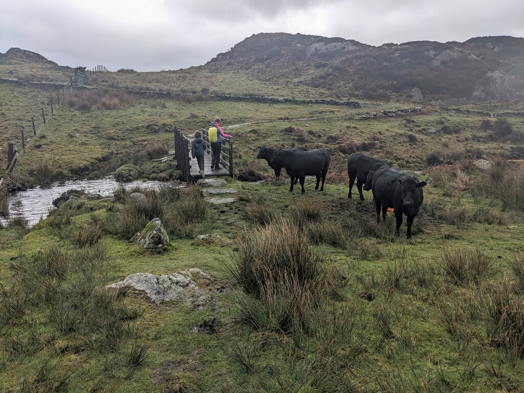 Young Welsh Black cattle near the... © David Medcalf :: Geograph ...