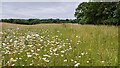 Wild flowers beside the path west of Rushden