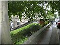 Underneath a tree in a rain shower in Baildon