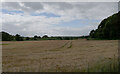 A field seen from Salt Pans Road, Cloughton