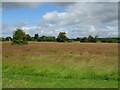 Grassland near Oakfield