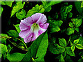 False bindweed blossom, Tattynure