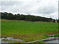 Crop field towards Hope Wood