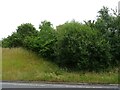 Woodland beside the A53