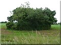 Tree surrounded pond north of Marchamley