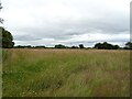 Grassland, Darliston