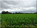 Maize field, Upper College