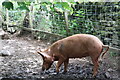 Tamworth Pig