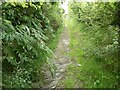 On part of the Wye Valley Walk near Builth Wells