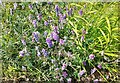 Purple vetch on NW verge of rural road NW of Intack Farm