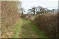 Grassy footpath