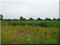 Maize field near Elm House Farm