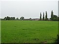 Grazing towards Lower Lightwood Green Farm