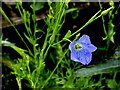 Common flax plants, Beltrim