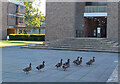 Ducks going to college, Cambridge