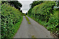 Tall hedges along Stoneleigh Road