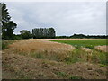 Two types of barley, Bennington Fen