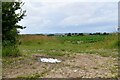 Holkham, Quarles Farm: Sugar beet crop