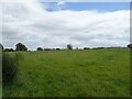 Grazing, Lower Woodcote Farm