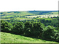 Rough pasture and woodland above Frosterley