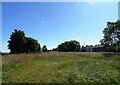 Wild flower meadow at Oxhill