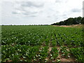 Sugar beet, Wellingore Heath