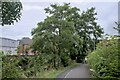 Riverside trees