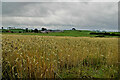 Barley crop, Tattykeel