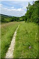 Path and orchid near Round Hill