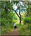 Footpath through the woods