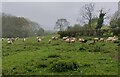 Sheep near Wassell Top