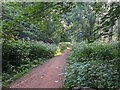 Robin Hood Way route through Duncan Wood