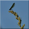 Damselfly on a seed head