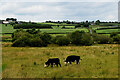 Cattle, Bullock Park