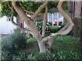 Curly tree on Gurney Drive, Hampstead Garden Suburb