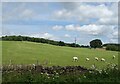 Sheep grazing near Hunt House Farm