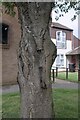 Trunk of the tree