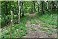 Bridleway towards Glympton