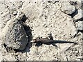 Lizard scampering across stony ground