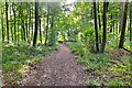 Footpath through Laurel Wood