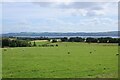 Field with sheep