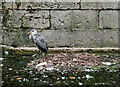 Wapping : heron, Spirit Quay